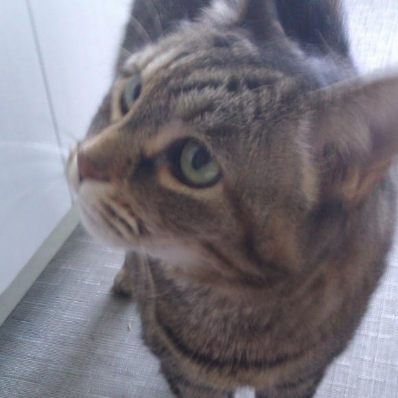 Meet your Posher, Reeve - Picture 1 of 1